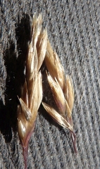 Deschampsia beringensis