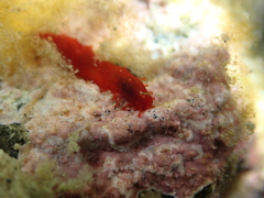 Squamocnus brevidentis