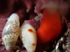 Dentimargo cairoma