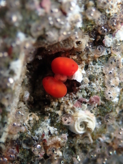 Vayssierea cinnabarea