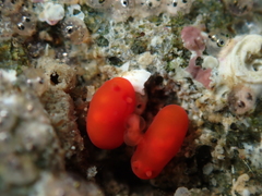 Vayssierea cinnabarea