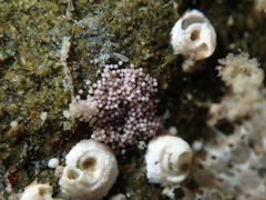 Vayssierea cinnabarea