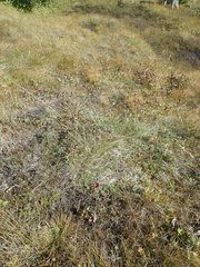 Deschampsia beringensis