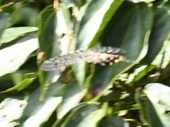 Bhutanitis lidderdalii