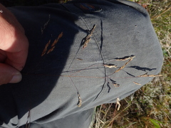 Deschampsia beringensis