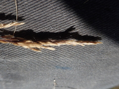 Deschampsia beringensis