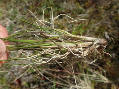 Deschampsia beringensis