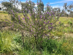 Solanum linearifolium