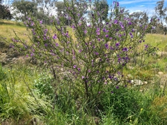 Solanum linearifolium