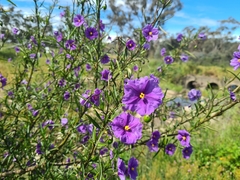 Solanum linearifolium