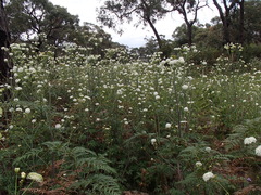 Trachymene composita composita