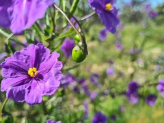 Solanum linearifolium