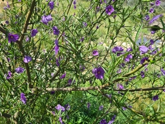 Solanum linearifolium