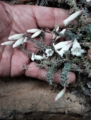 Epacris crassifolia macroflora