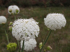 Trachymene composita composita