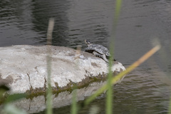 Actinemys marmorata pallida