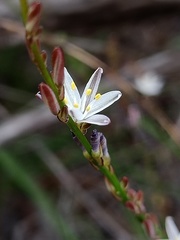Caesia parviflora parviflora