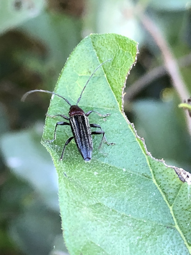 Stenosphenus lugens
