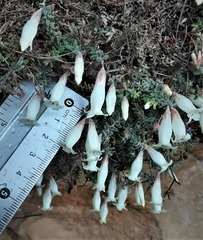 Epacris crassifolia macroflora