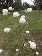 Trachymene composita composita