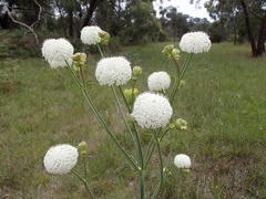 Trachymene composita composita