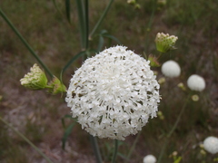 Trachymene composita composita