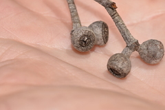 Eucalyptus caliginosa