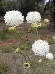 Trachymene composita composita