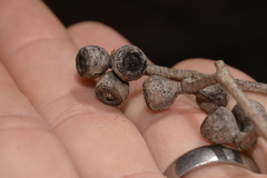 Eucalyptus caliginosa