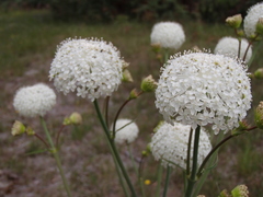 Trachymene composita composita