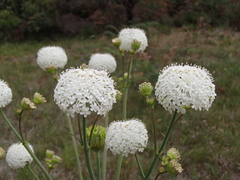 Trachymene composita composita