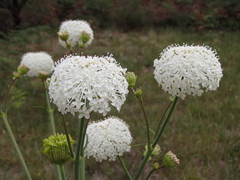 Trachymene composita composita