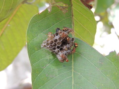 Ropalidia variegata