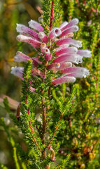 Erica perspicua