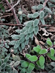 Epacris crassifolia macroflora