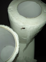 Cylas formicarius