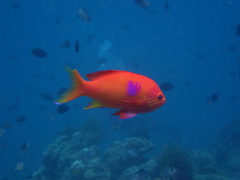 Pseudanthias pleurotaenia