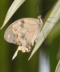 Papilio dardanus meseres
