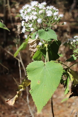 Ageratina petiolaris