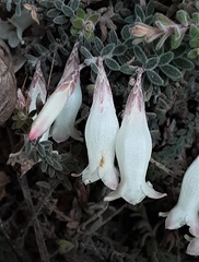 Epacris crassifolia macroflora