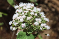 Ageratina petiolaris