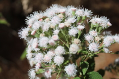 Ageratina petiolaris
