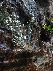 Epacris crassifolia macroflora
