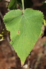 Ageratina petiolaris