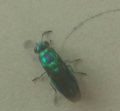 Chrysis angolensis