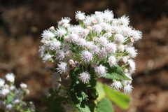 Ageratina petiolaris