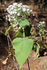 Ageratina petiolaris