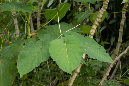 Piper auritum - Whole tree
