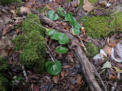 Asarum europaeum europaeum
