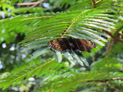 Euploea camaralzeman